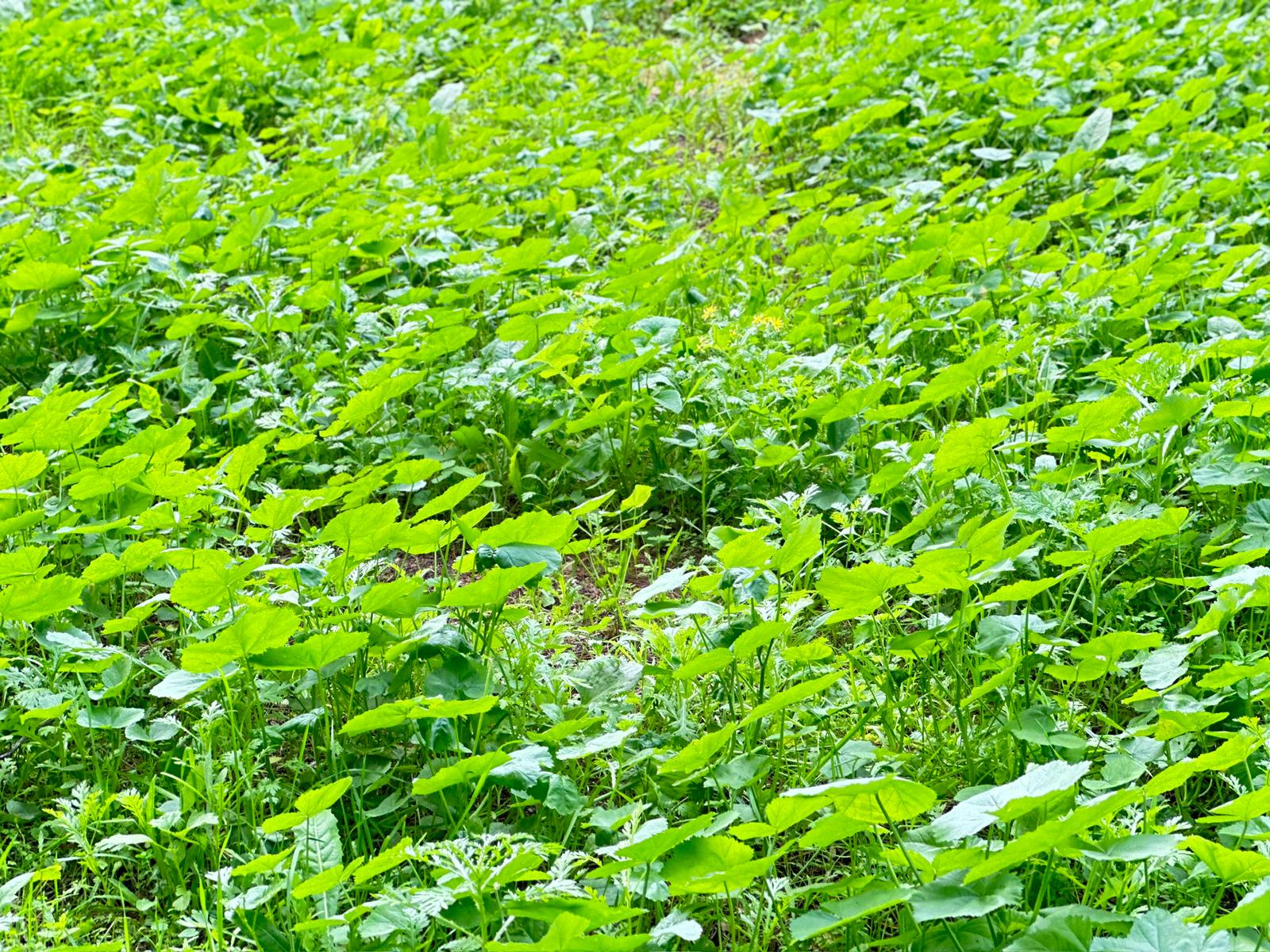 WhatsApp Image 2024-01-05 at 14.01.21 (3).jpeg